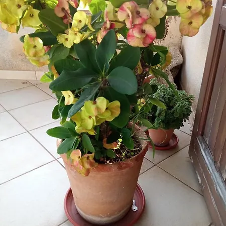 Bed & Breakfast Selinunte Artemisia *